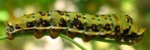 Larvae
